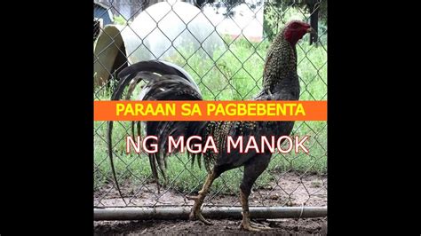 bakbakan sabong